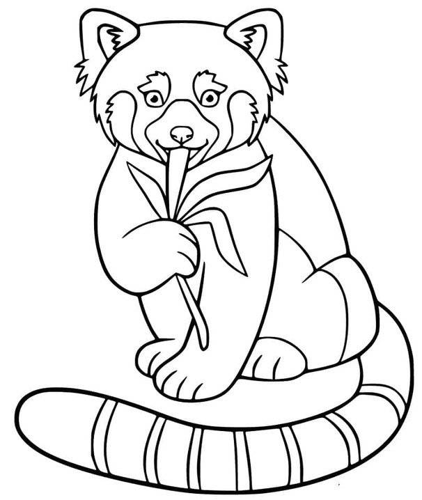 Dibujos de Dibuja Panda Rojo gratis para niños para colorear
