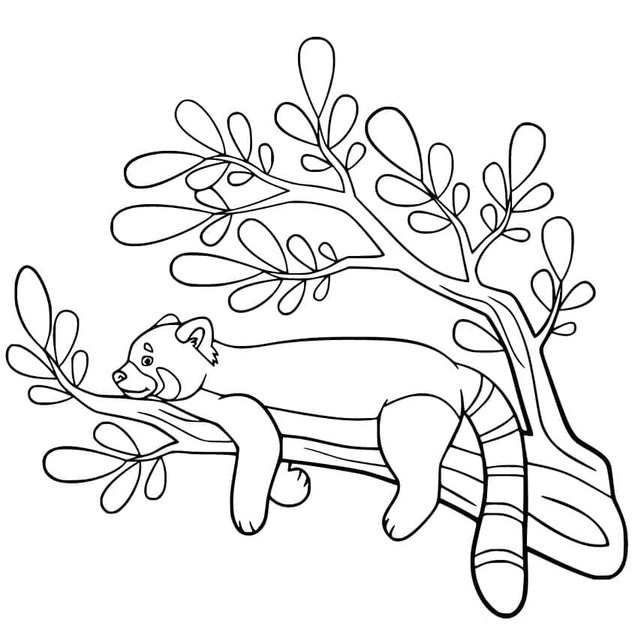 Dibujos de Dibuja panda rojo imprimible para colorear