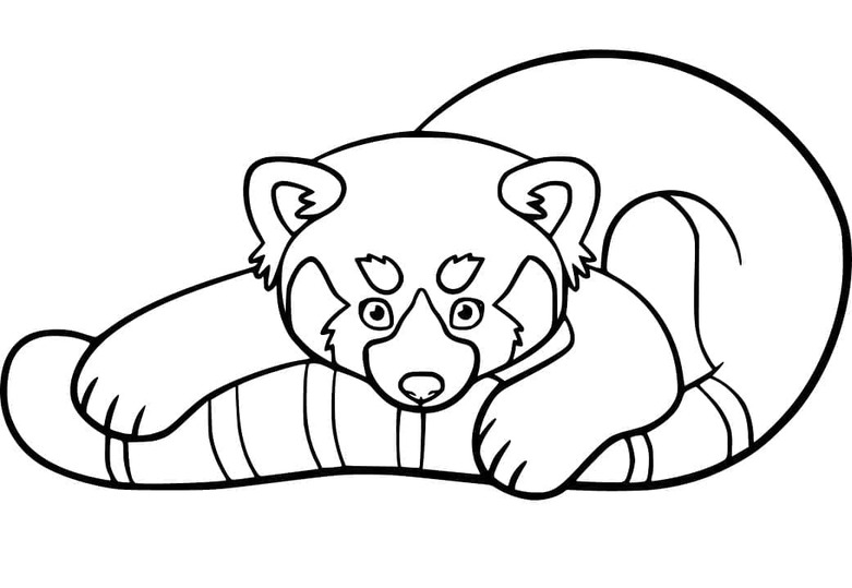 Dibujos de Dibuja Panda Rojo para niños para colorear