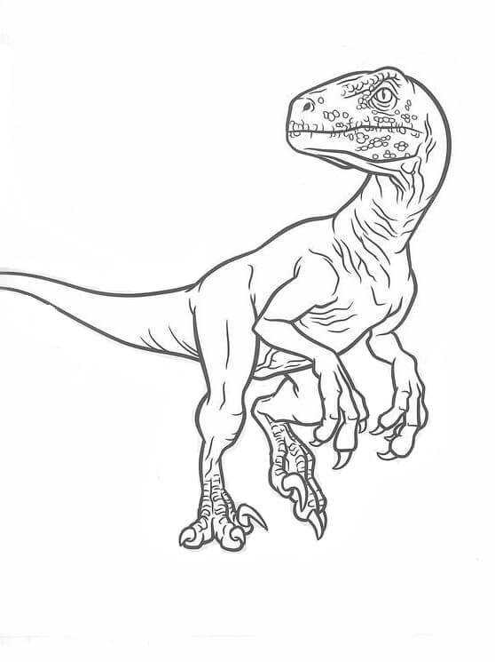 Dibuja un bonito Velociraptor para colorir