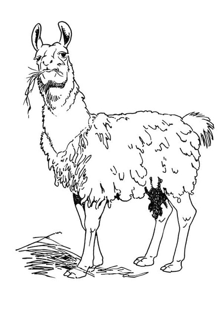 Dibujos de Dibuja una llama comiendo hierba para colorear