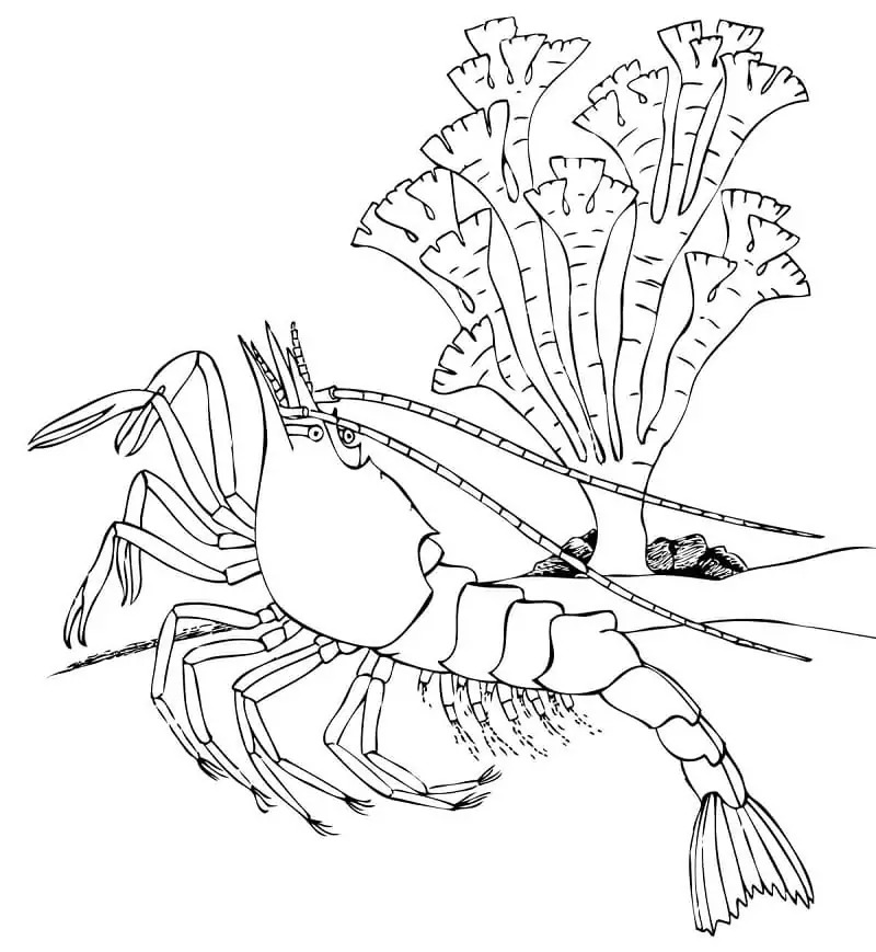 Dibujos de Dibujar camarones básico para colorear