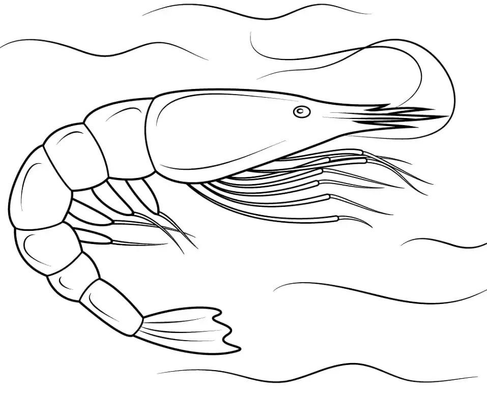 Dibujos de Dibujar Camarones fácil para colorear