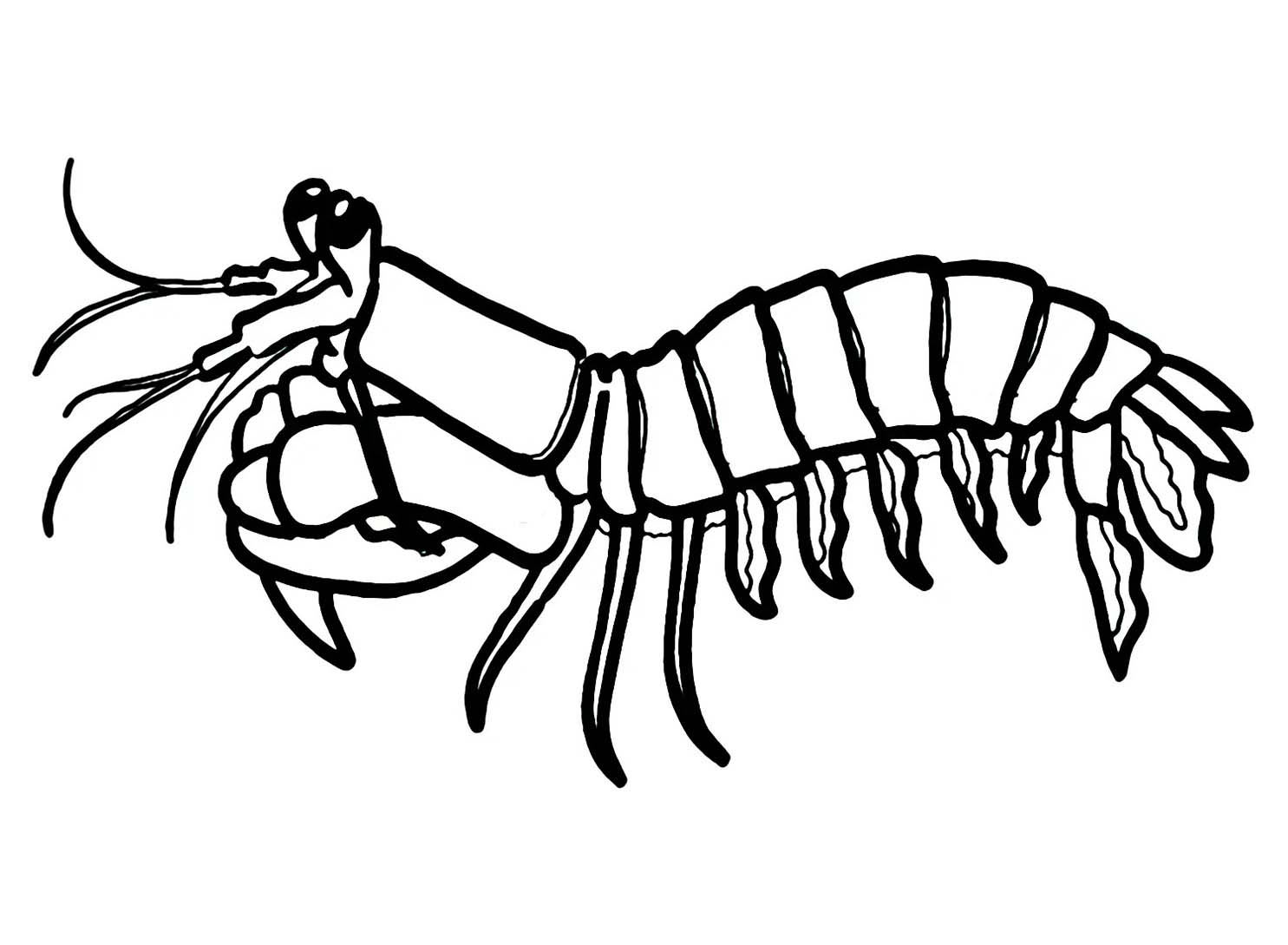 Dibujos de Dibujar camarones gratis para colorear