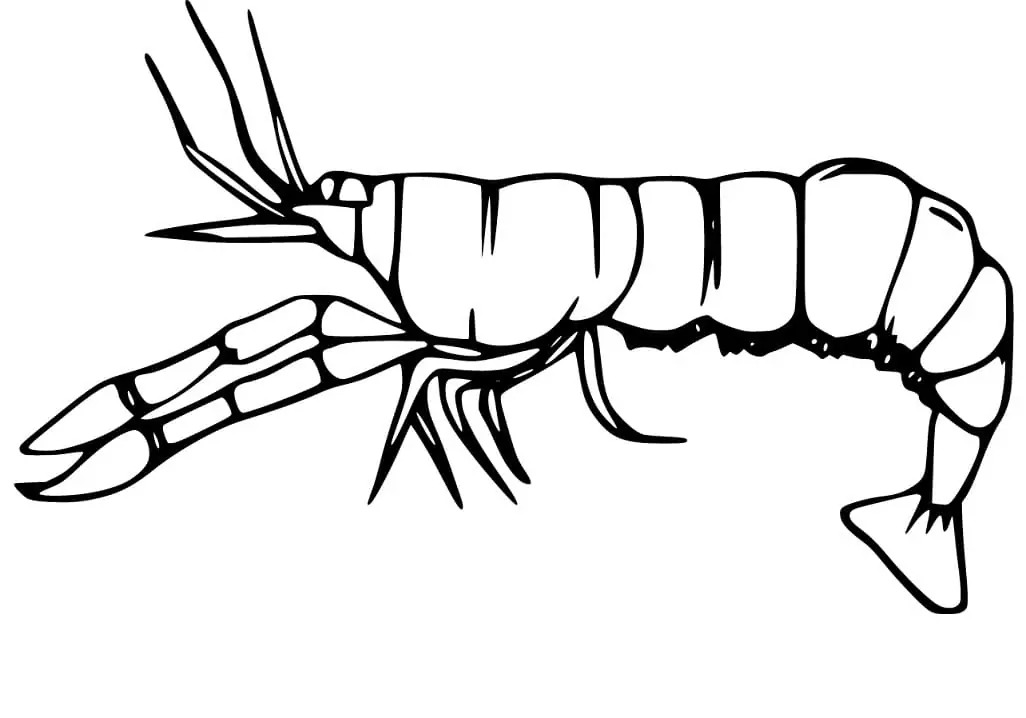 Dibujos de Dibujar Camarones imprimible para colorear
