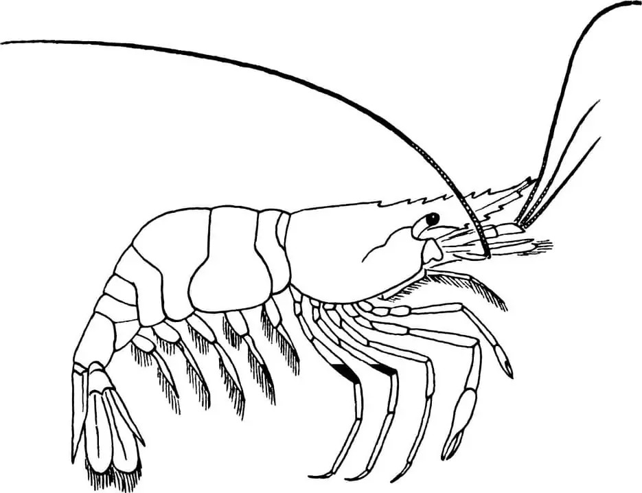 Dibujos de Dibujar Camarones imprimir en niños. para colorear