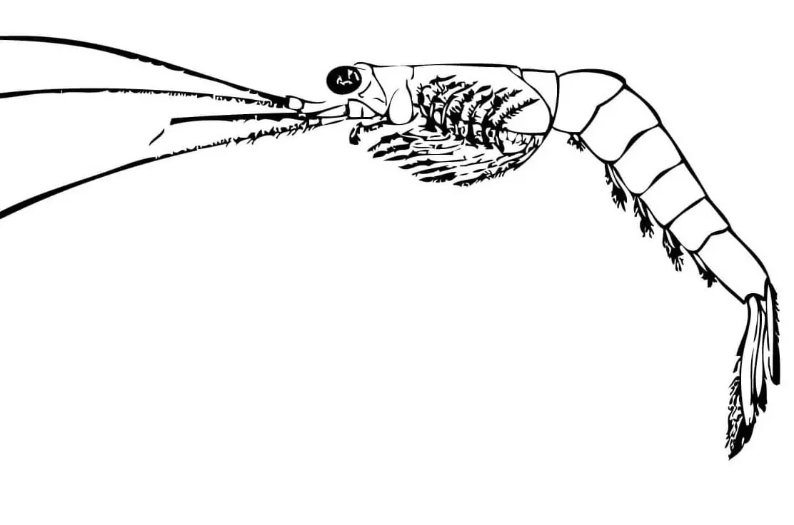 Dibujos de Dibujar camarones muy básico para colorear