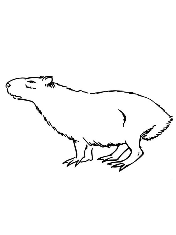 Dibujos de Dibujar Carpincho Imprimible gratis para colorear