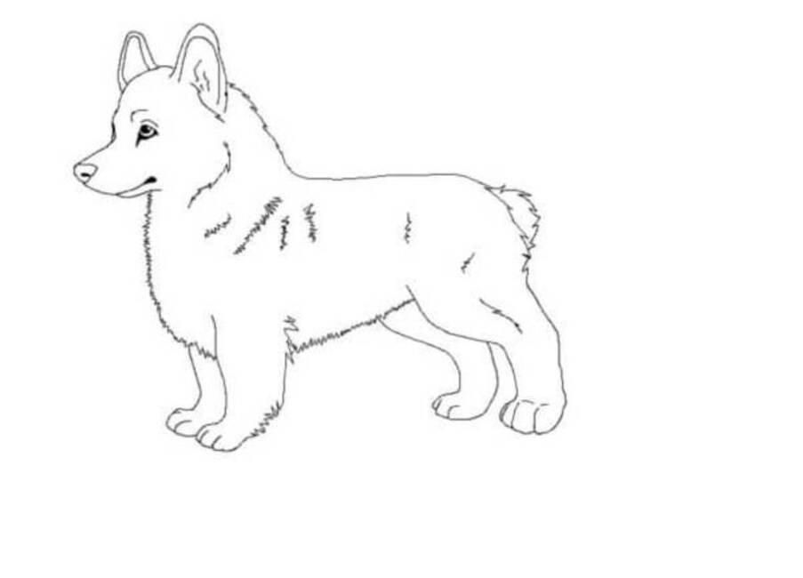 Dibujos de Dibujar Corgi básico para colorear