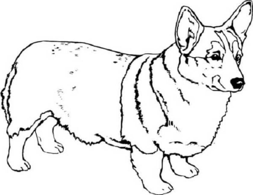 Dibujos de Dibujar Corgi muy básico para colorear