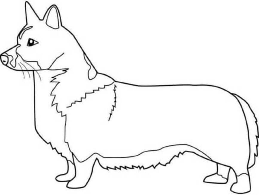 Dibujos de Dibujar Corgi muy sencillo para colorear