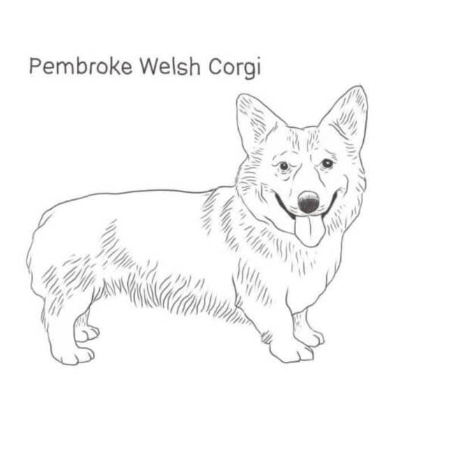 Dibujos de Dibujar Corgi para niños para colorear