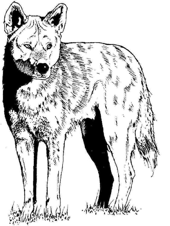 Dibujos de Dibujar Coyote 1 para colorear