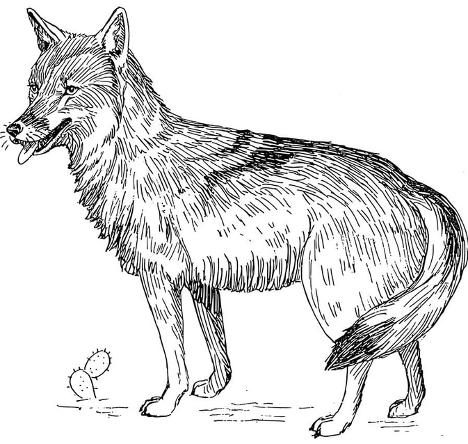 Dibujos de Dibujar Coyote 2 para colorear