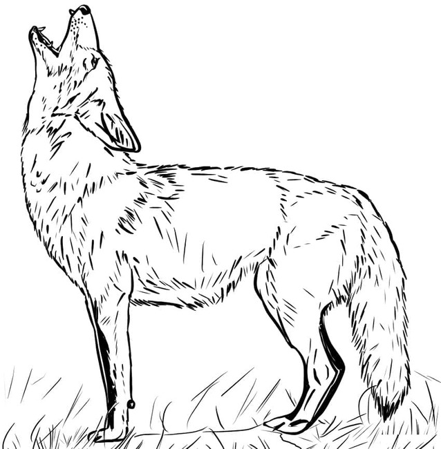 Dibujos de Dibujar Coyote básico en niños para colorear