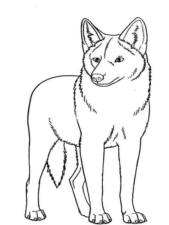Dibujos de Dibujar Coyote fácil en niños para colorear