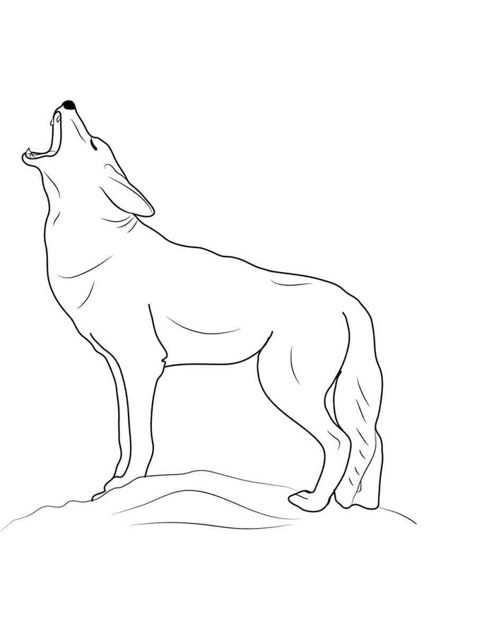 Dibujos de Dibujar Coyote gratis para niños para colorear