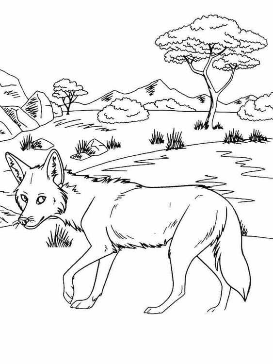 Dibujos de Dibujar Coyote imprimible gratis para colorear