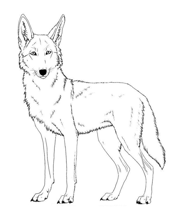 Dibujos de Dibujar Coyote Imprimible para niños para colorear
