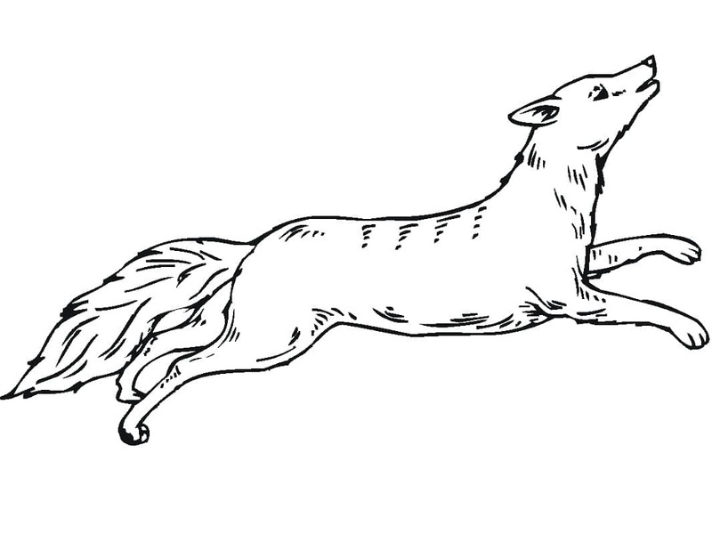Dibujos de Dibujar Coyote muy básico para colorear