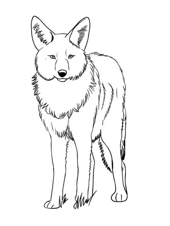 Dibujos de Dibujar Coyote muy fácil para colorear