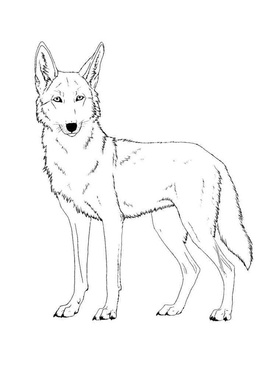 Dibujos de Dibujar Coyote para niños para colorear