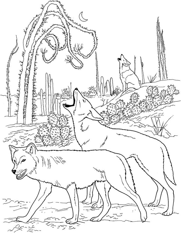Dibujos de Dibujar Coyote sencillo en niños para colorear
