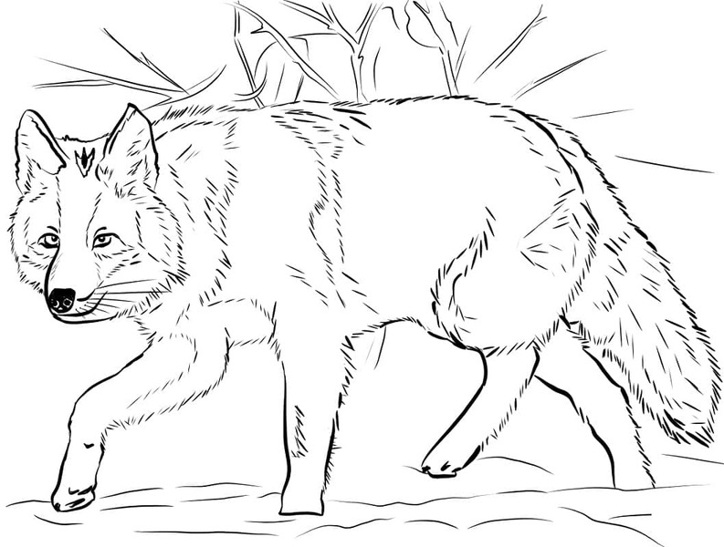 Dibujos de Dibujar Coyote sencillo para colorear