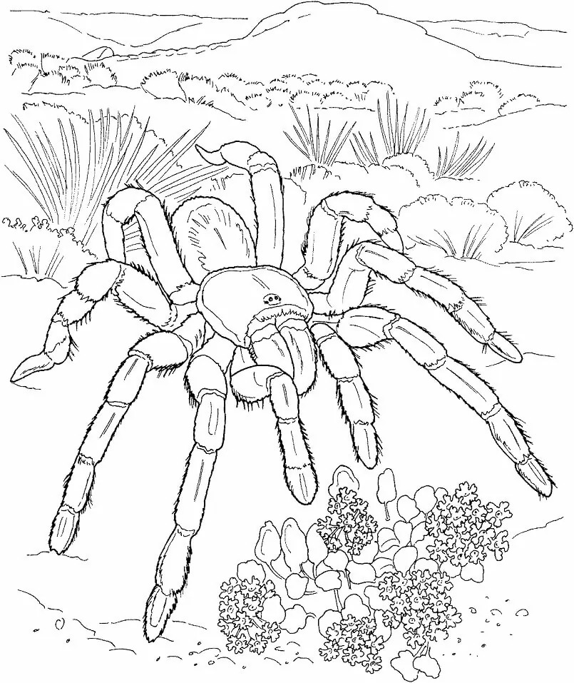 Dibujos de Dibujar Desierto gratis para niños para colorear
