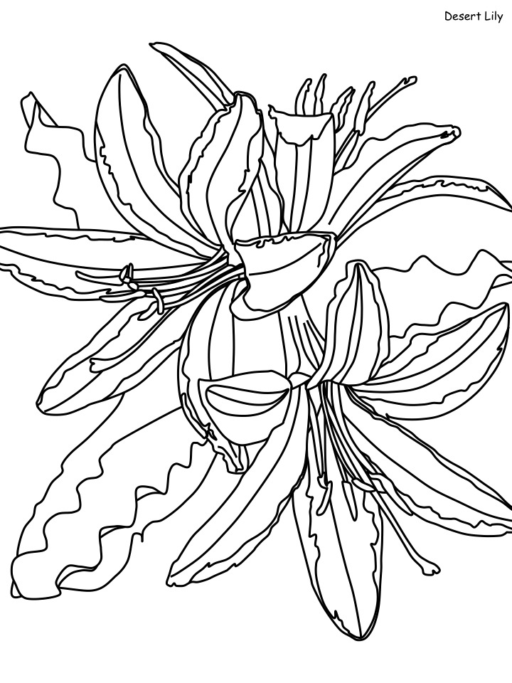 Dibujos de Dibujar Desierto imprimible gratis para colorear