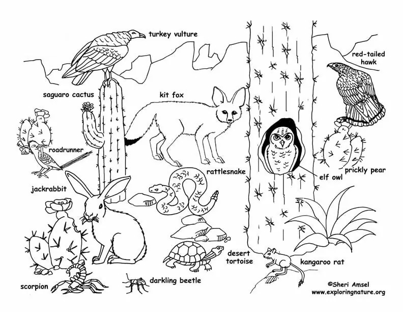 Dibujos de Dibujar Desierto muy básico para colorear