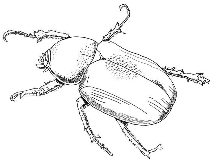 Dibujar el escarabajo Atlas para colorir