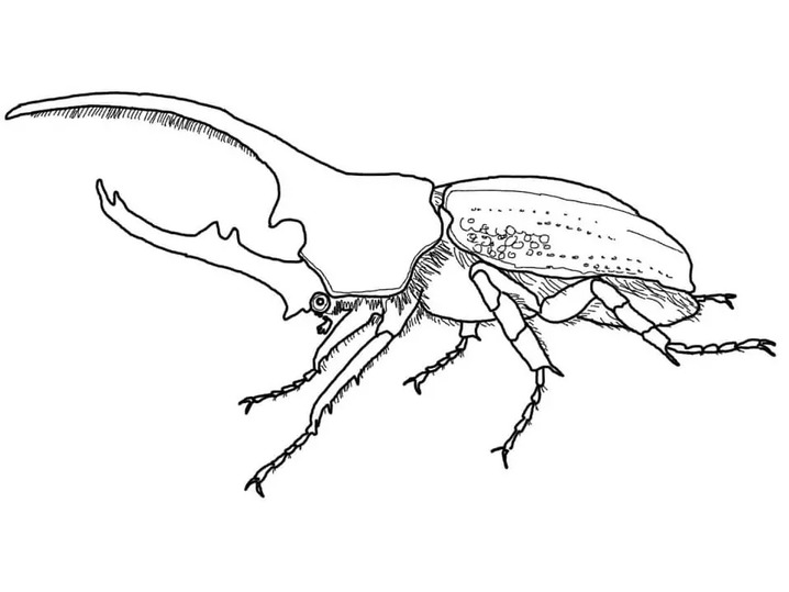 Dibujos de Dibujar el escarabajo Hércules para colorear
