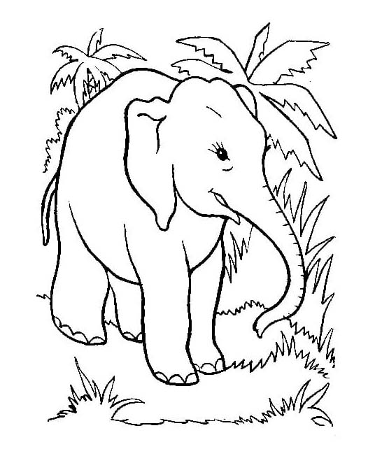 Dibujos de Dibujar Elefante 3 para colorear