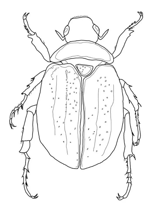 Dibujos de Dibujar escarabajo básico para colorear