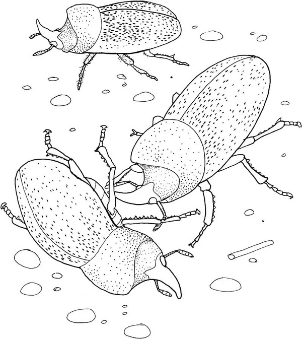 Dibujar escarabajo rinoceronte para colorir