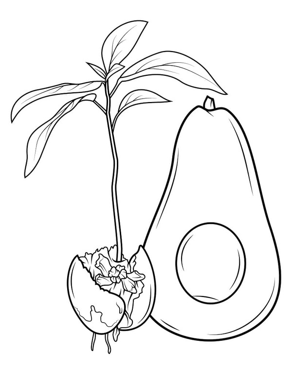 Dibujos de Dibujar fruta aguacate gratis para colorear