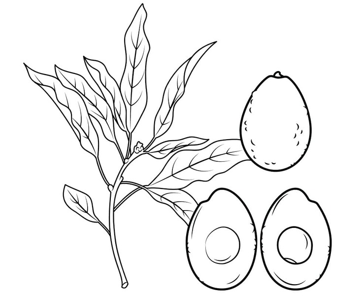 Dibujos de Dibujar frutos de aguacate para colorear