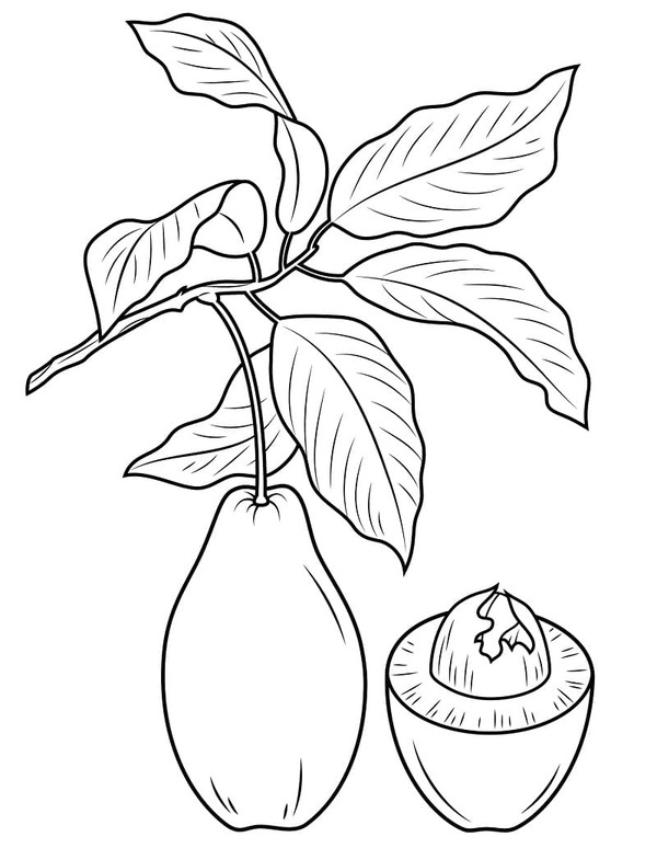 Dibujos de Dibujar imagen de aguacate para colorear