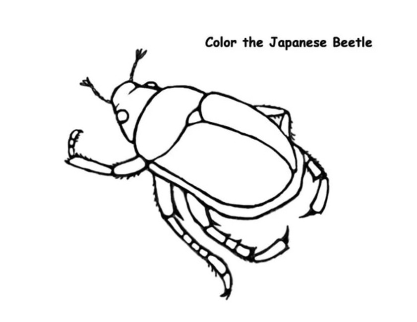 Dibujos de Dibujar Imprimir Escarabajo Japonés para colorear