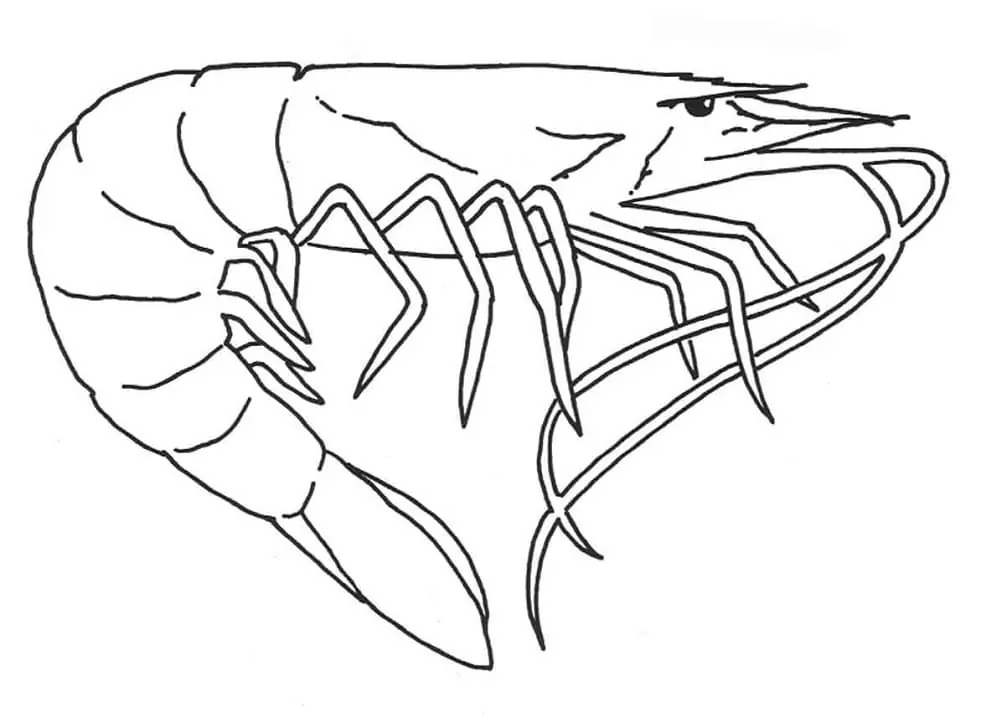 Dibujos de Dibujar la imagen de Camarones para colorear