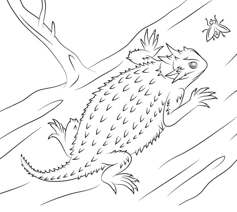 Dibujos de Dibujar Lagartija gratis para colorear