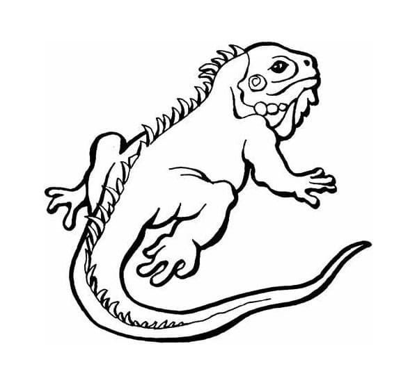Dibujos de Dibujar Lagartija muy sencillo para colorear