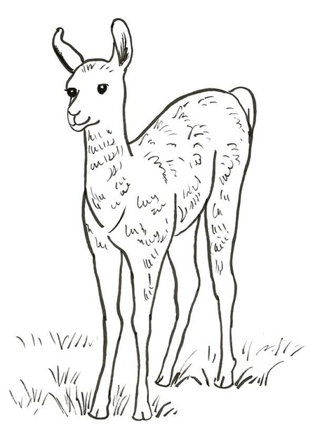 Dibujos de Dibujar Llama bebé para colorear