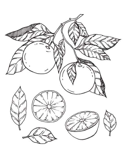Dibujos de Dibujar Mandarina fácil en niños para colorear