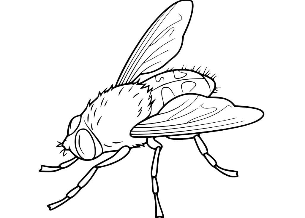 Dibujos de Dibujar Mosca en niños para colorear