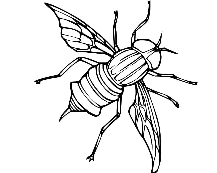 Dibujos de Dibujar Mosca gratis para colorear