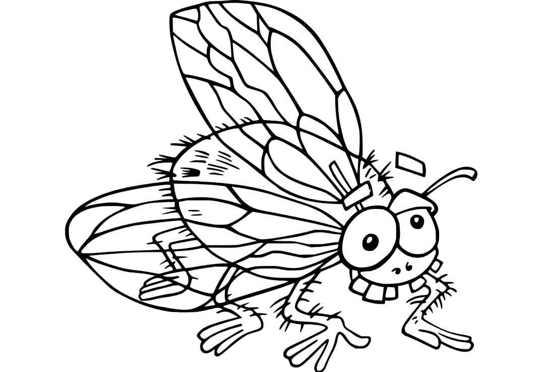 Dibujos de Dibujar Mosca Gratis para niños para colorear
