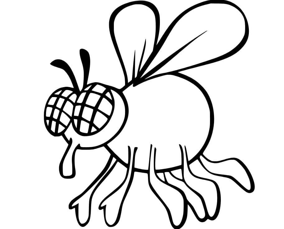 Dibujos de Dibujar Mosca imprimible gratis para colorear