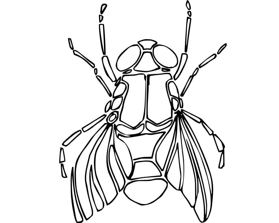 Dibujos de Dibujar Mosca imprimible para colorear